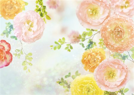 renoncule - Printemps est venu Photographie de stock - Premium Libres de Droits, Code: 670-02118491