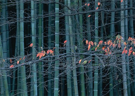 Bamboo grove and colored leaves Stock Photo - Premium Royalty-Free, Code: 670-02111413