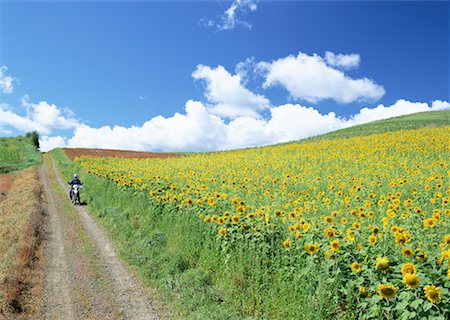 Sunflower field Stock Photo - Premium Royalty-Free, Code: 670-02120538