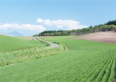 Crop field Stock Photo - Premium Royalty-Free, Code: 670-02120549