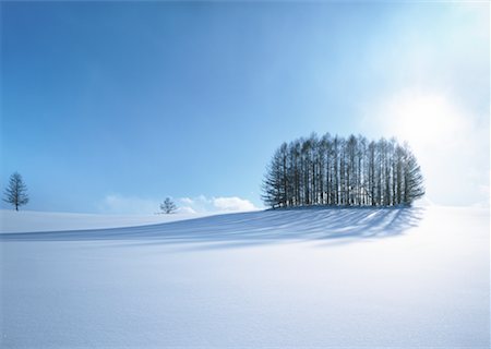 Trees in the snowfield Stock Photo - Premium Royalty-Free, Code: 670-02120965