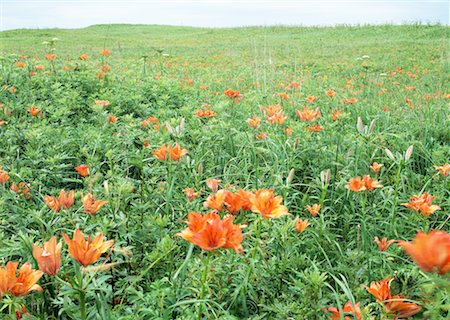 Wakka Wildflower Garden Stock Photo - Premium Royalty-Free, Code: 670-02121013