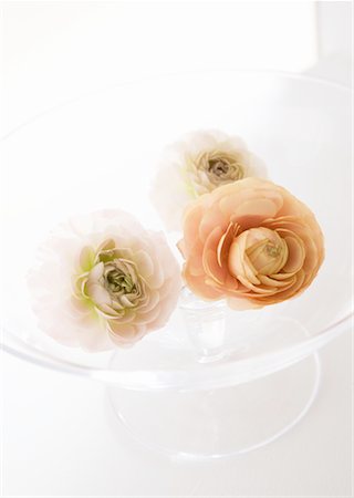 renoncule - Ranunculus Photographie de stock - Premium Libres de Droits, Code: 670-02309737