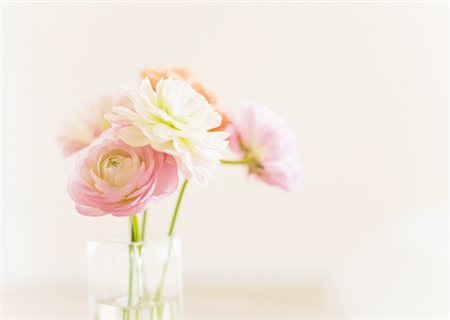 renoncule - Ranunculus Photographie de stock - Premium Libres de Droits, Code: 670-02309818