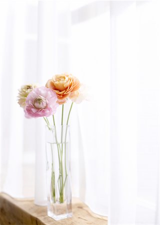 renoncule - Ranunculus Photographie de stock - Premium Libres de Droits, Code: 670-02309823