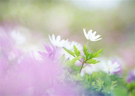 Altai anemone Stock Photo - Premium Royalty-Free, Code: 670-02309925