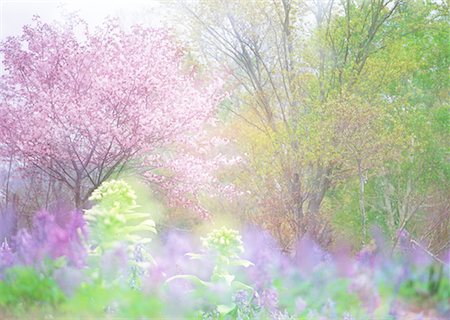 pastel color - Butterbur Sprout and Ezo Yamazakura Stock Photo - Premium Royalty-Free, Code: 670-02309935