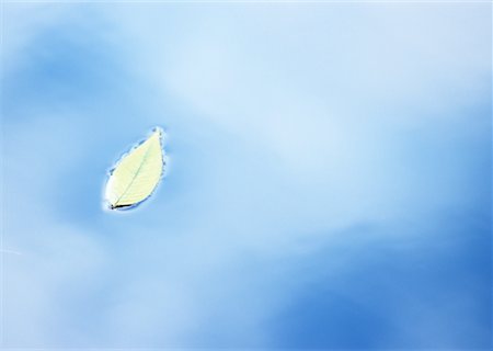 Fallen Leaf Stock Photo - Premium Royalty-Free, Code: 670-02310024