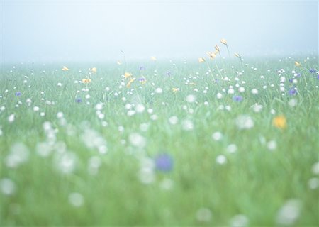 Flower garden Stock Photo - Premium Royalty-Free, Code: 670-02310228
