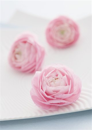renoncule - Ranunculus Photographie de stock - Premium Libres de Droits, Code: 670-02310536