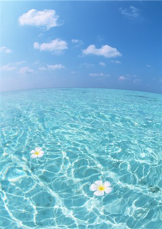 Plumeria Flower Water Stock Photos Page 1 Masterfile