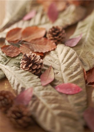 Pomme de pin et de feuilles mortes Photographie de stock - Premium Libres de Droits, Code: 670-03235104
