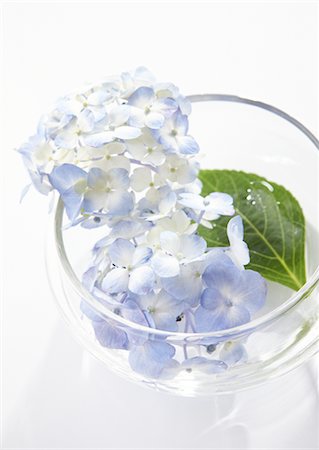 Flower arrangement Stock Photo - Premium Royalty-Free, Code: 670-03235136