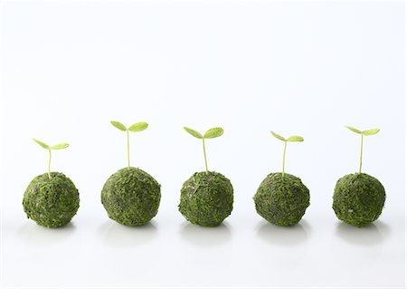 Pousses qui sortent de boules de mousse Photographie de stock - Premium Libres de Droits, Code: 670-03607374