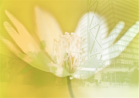 problème social - Fleur et bâtiments Photographie de stock - Premium Libres de Droits, Code: 670-03607464