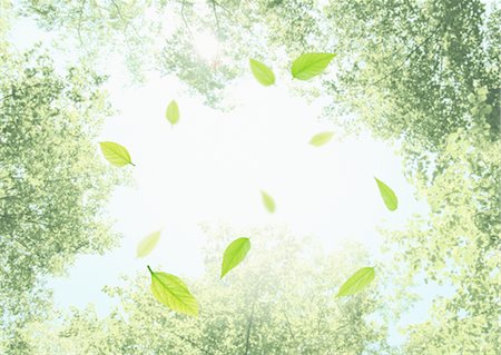 fly - Forest and leaves Stock Photo - Premium Royalty-Free, Code: 670-03607476