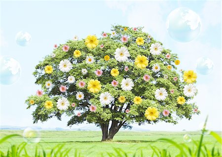 Tree covered with flowers Stock Photo - Premium Royalty-Free, Code: 670-03607532