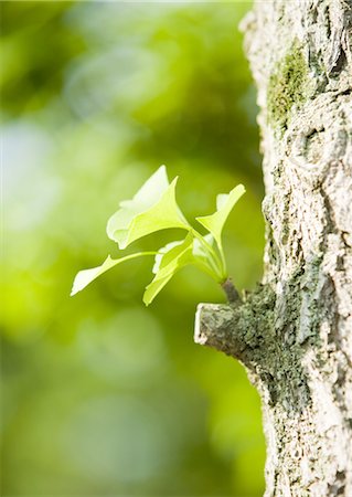 Young leaves of gingko Stock Photo - Premium Royalty-Free, Code: 670-03607610