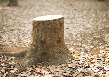 devastation - Stump Stock Photo - Premium Royalty-Free, Code: 670-03607626