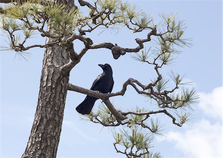 Crow Photographie de stock - Premium Libres de Droits, Code: 670-03607657