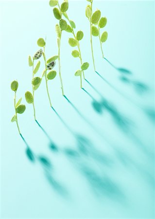 simsearch:670-03734272,k - Plantes et ombre Photographie de stock - Premium Libres de Droits, Code: 670-03709047