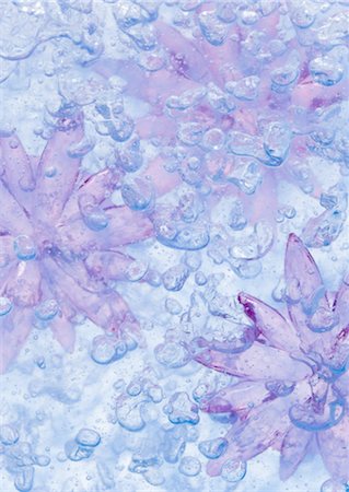 Flowers in water Stock Photo - Premium Royalty-Free, Code: 670-03709091