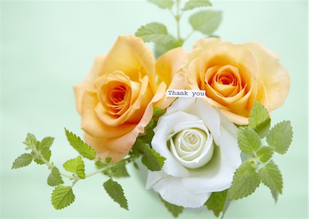 Roses with message Stock Photo - Premium Royalty-Free, Code: 670-03710026
