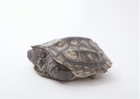 disappearing - Reeve's turtle Stock Photo - Premium Royalty-Free, Code: 670-03886301