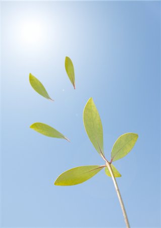 Blue sky and leaves Stock Photo - Premium Royalty-Free, Code: 670-03886303