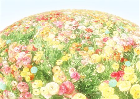 flower garden - Flower field Stock Photo - Premium Royalty-Free, Code: 670-03887054