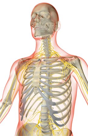 simsearch:671-02098491,k - The nerves of the upper body Foto de stock - Sin royalties Premium, Código: 671-02094001