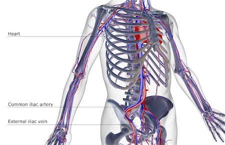 The blood supply of the trunk Stock Photo - Premium Royalty-Free, Code: 671-02094024