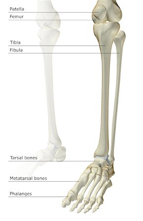 simsearch:671-02092939,k - Die Knochen des Beines Stockbilder - Premium RF Lizenzfrei, Bildnummer: 671-02094022