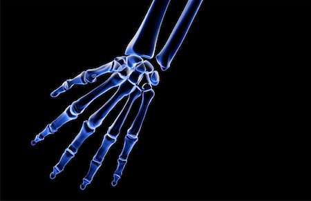 simsearch:671-02096416,k - The bones of the hand Stock Photo - Premium Royalty-Free, Code: 671-02094046