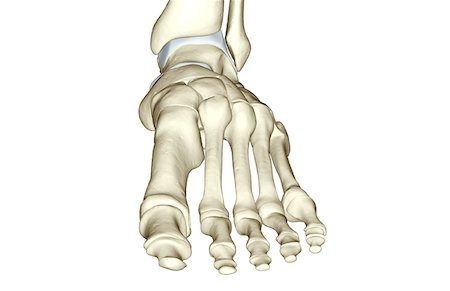 foot skeleton image - The bones of the foot Stock Photo - Premium Royalty-Free, Code: 671-02094056