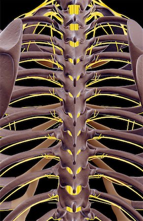 The nerves relative to the thoracic vertebrae Stock Photo - Premium Royalty-Free, Code: 671-02094052