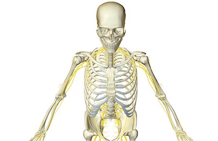 simsearch:671-02092292,k - The nerves of the upper body Stock Photo - Premium Royalty-Free, Code: 671-02094078