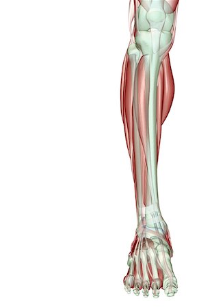 simsearch:671-02094652,k - The musculoskeleton of the leg Stock Photo - Premium Royalty-Free, Code: 671-02094088