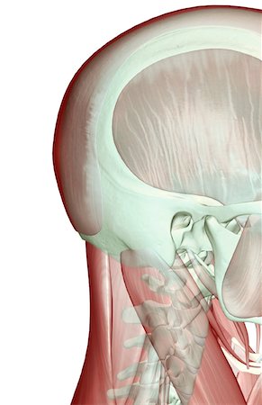 stylohyoid - The musculoskeleton of the head and neck Stock Photo - Premium Royalty-Free, Code: 671-02094080