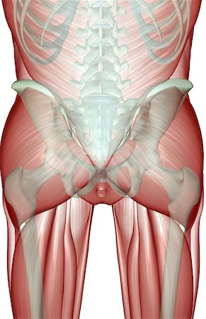 pelvis muscles - The musculoskeleton of the pelvis Foto de stock - Sin royalties Premium, Código: 671-02094107