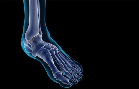 skeleton - The bones of the foot Stock Photo - Premium Royalty-Free, Code: 671-02094109