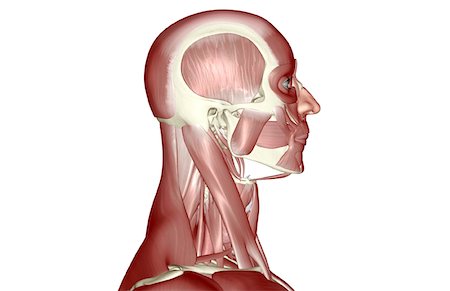 simsearch:671-02098297,k - Les muscles de la tête et du cou Photographie de stock - Premium Libres de Droits, Code: 671-02094103