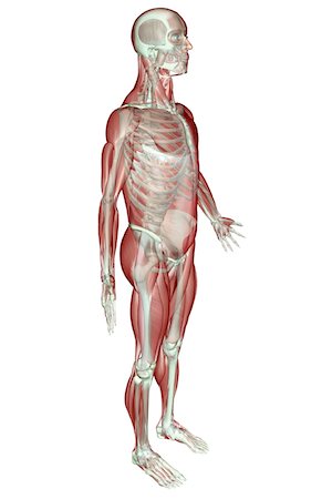 The musculoskeletal system Stock Photo - Premium Royalty-Free, Code: 671-02094116