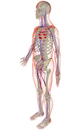 simsearch:671-02098380,k - The vascular system Fotografie stock - Premium Royalty-Free, Codice: 671-02094113