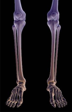 foot skeleton image - The bones of the leg Stock Photo - Premium Royalty-Free, Code: 671-02094123