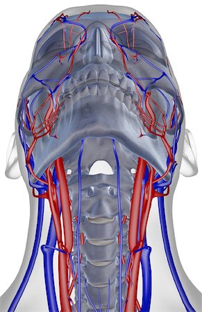 simsearch:671-02096554,k - The blood supply of the neck Fotografie stock - Premium Royalty-Free, Codice: 671-02094132