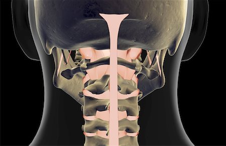 skeleton close up of neck - The ligaments of the neck Stock Photo - Premium Royalty-Free, Code: 671-02094149