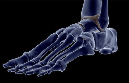 foot skeleton image - The bones of the foot Stock Photo - Premium Royalty-Free, Code: 671-02094156