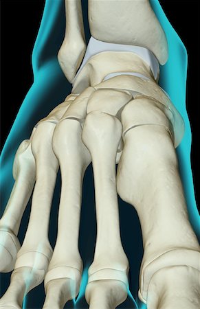 foot skeleton image - The bones of the foot Stock Photo - Premium Royalty-Free, Code: 671-02094157