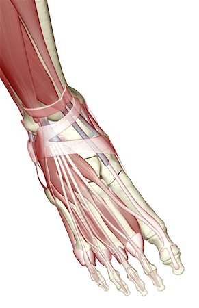 simsearch:671-02094652,k - The muscles of the foot Stock Photo - Premium Royalty-Free, Code: 671-02094160